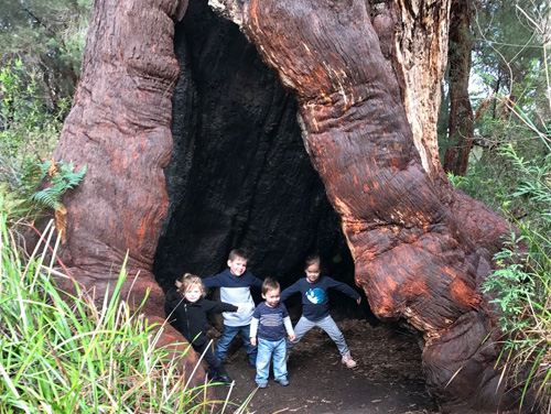 Kids in a Tingle tree